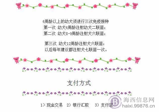 边牧飞盘狗纯种通膊通缝大围脖边境牧羊犬.最忠诚伴侣