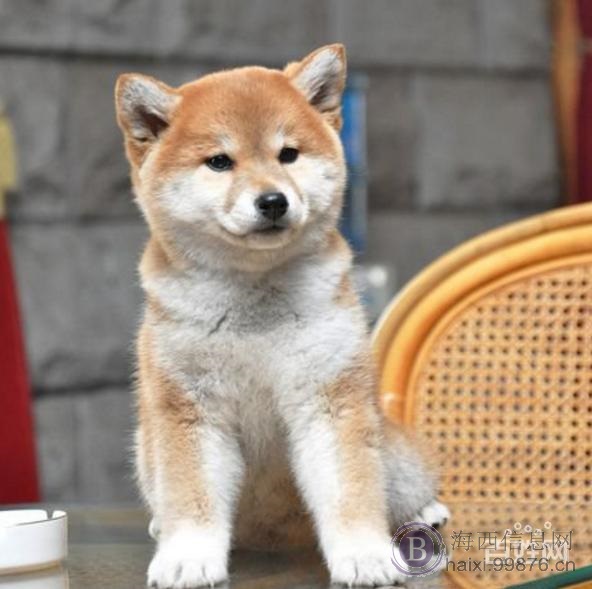 2018汪汪狗年 养只小柴犬回家旺财 恭喜发柴