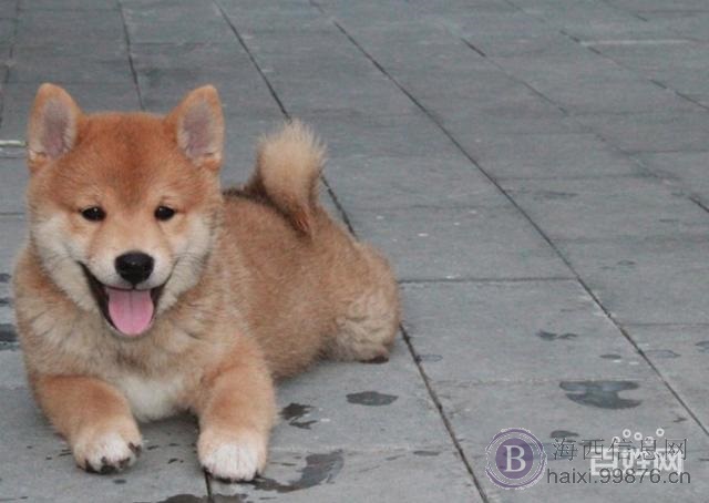 2018汪汪狗年 养只小柴犬回家旺财 恭喜发柴