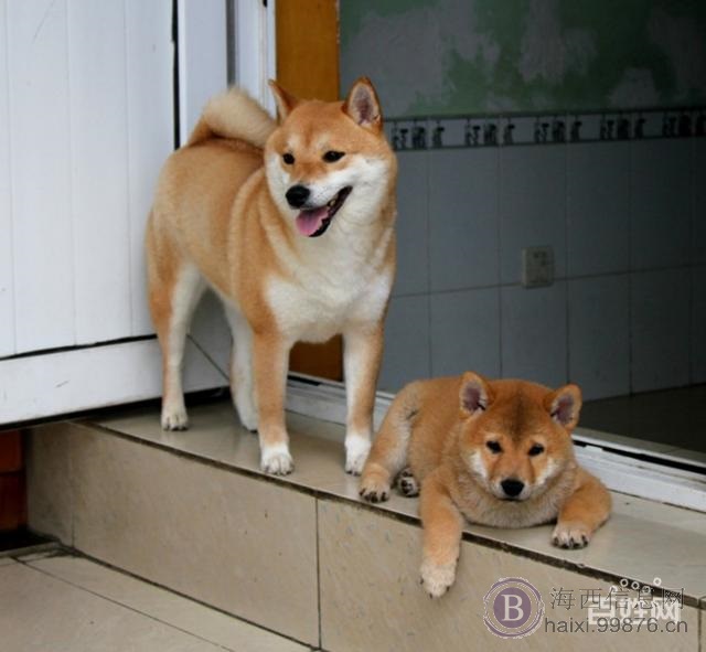 2018汪汪狗年 养只小柴犬回家旺财 恭喜发柴
