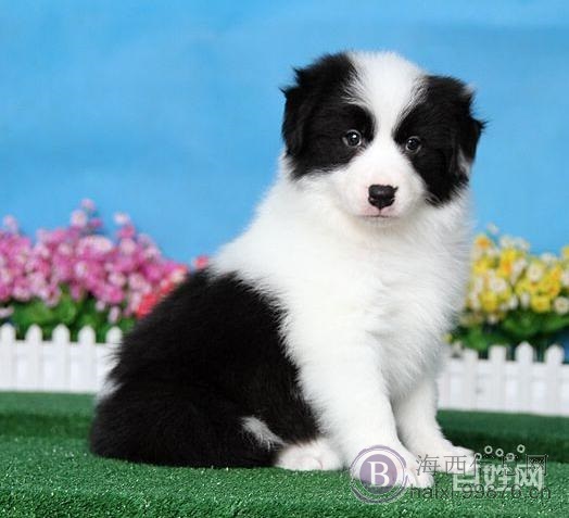 边牧飞盘狗纯种通膊通缝大围脖边境牧羊犬.最忠诚伴侣