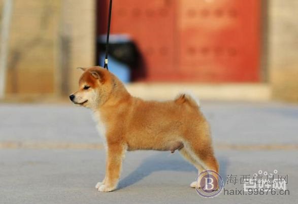2018汪汪狗年 养只小柴犬回家旺财 恭喜发柴