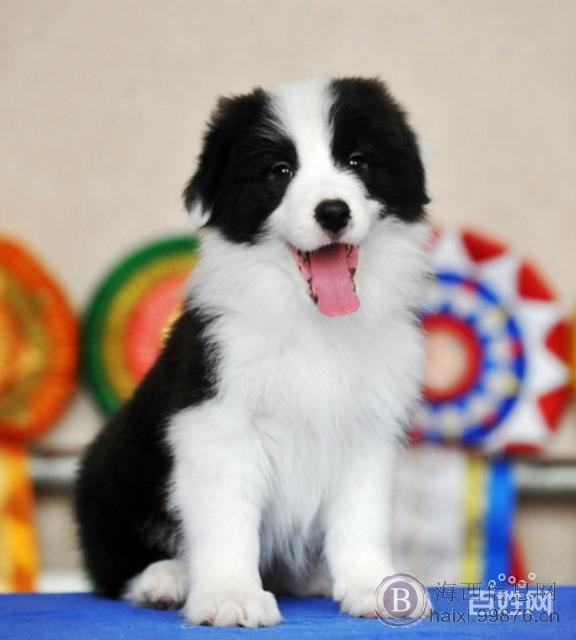 边牧飞盘狗纯种通膊通缝大围脖边境牧羊犬.最忠诚伴侣