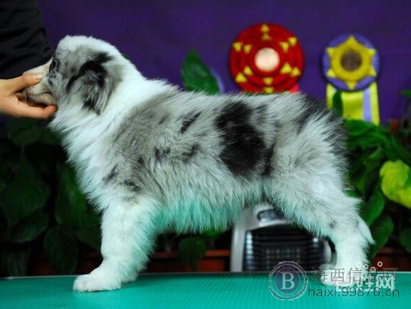 边牧飞盘狗纯种通膊通缝大围脖边境牧羊犬.最忠诚伴侣
