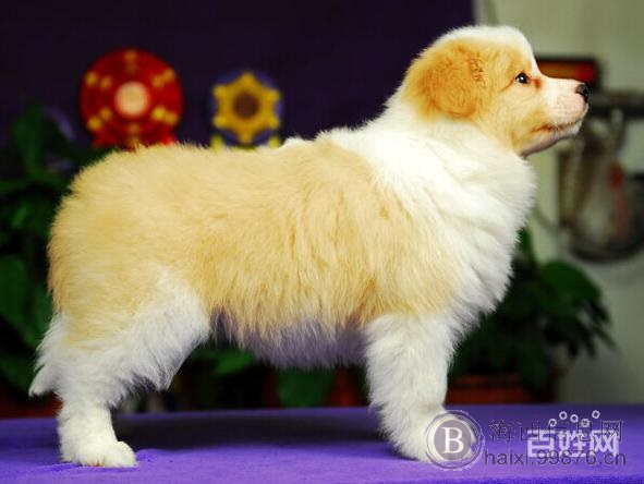 边牧飞盘狗纯种通膊通缝大围脖边境牧羊犬.最忠诚伴侣